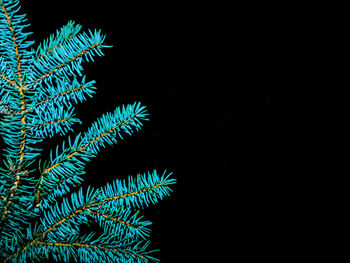 Close-up of leaf against black background