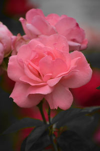 Close-up of pink rose blooming