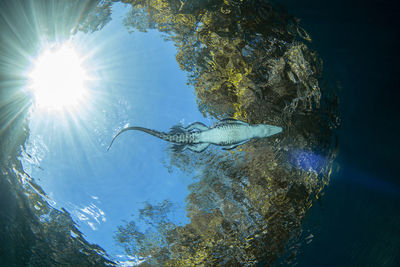 Directly below shot of crocodile in lake