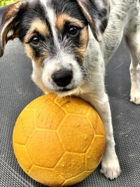 Portrait of dog with ball in background