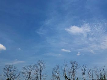 Low angle view of trees against blue sky