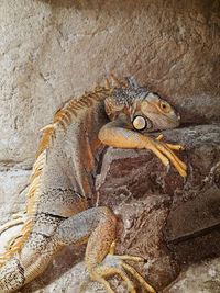 Close-up of lizard on rock