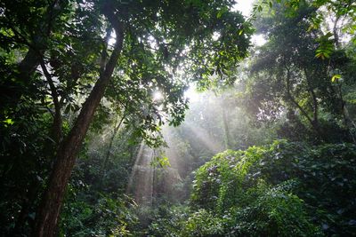 Low angle view of trees in forest