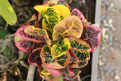 High angle view of plant growing outdoors