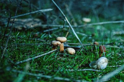 Close-up of mushrooms growing on field