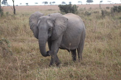 Elephant on field