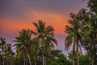 Palm trees at sunset