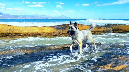 Dog standing on land against sea