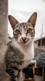 Close-up portrait of a cat
