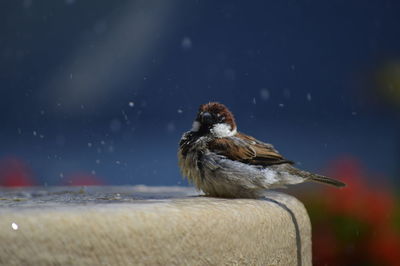 Bird perching on a fountain