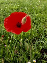Close-up of red poppy flower in field