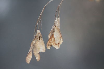 Close-up of dry leaves against blue background