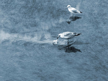 Coastal birds play in modern time feet in water