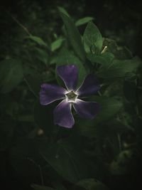 Close-up of iris blooming outdoors