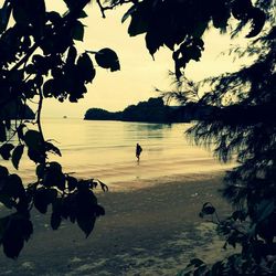 Silhouette of trees on beach against sky