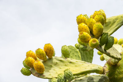 Close-up of yellow flower tree against sky