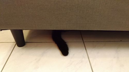 Low section of cat on tiled floor