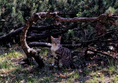 Portrait of a cat on tree