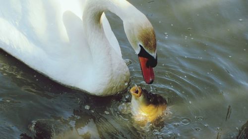 Ducks swimming in water