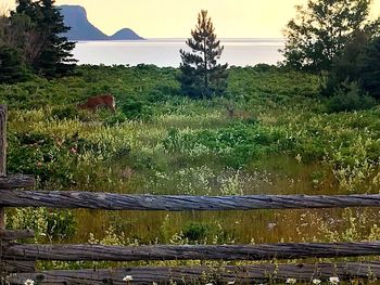 Plants growing on field by lake against sky