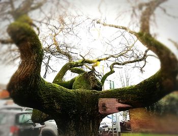 Close-up of hand on tree against sky