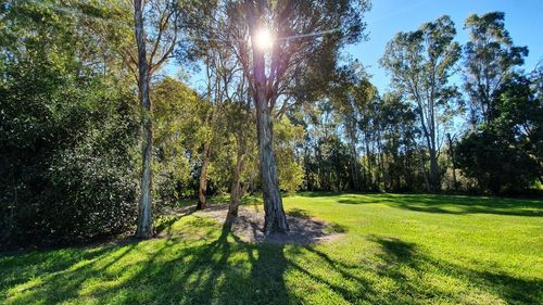 Trees in forest against bright sun