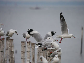 Seagulls flying over wooden post against sky