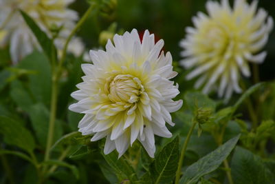 Close-up of white flowering plant