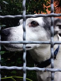 Close-up of a dog