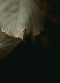 Close-up of leaves on plant during autumn