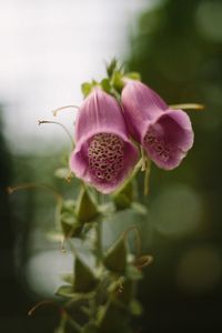 Close-up of pink flowering plant