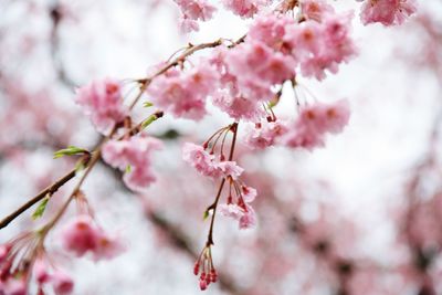 Low angle view of cherry blossoms in spring