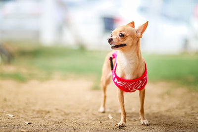 Portrait of dog on sand at beach