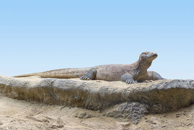 View of lizard on rock