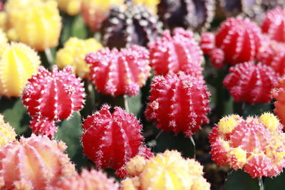 Close-up of red flowering plants