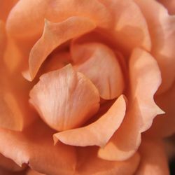 Full frame shot of orange rose
