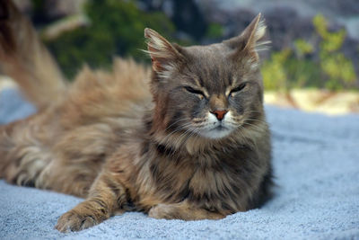 Close-up of a cat looking away