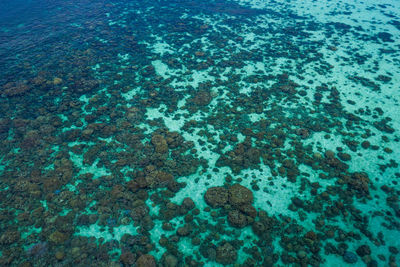 High angle view of jellyfish in sea