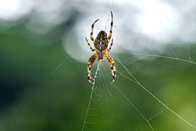Close-up of spider on web