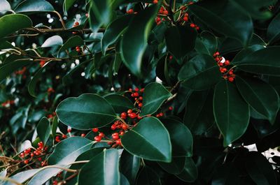 Close-up of red berries growing on tree