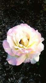 Close-up of pink rose blooming outdoors