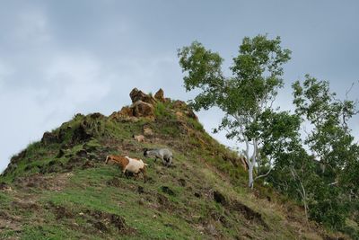 Goat in hiking trail at the cristo rei of dili hills. portrait of domestic goats in timor leste.