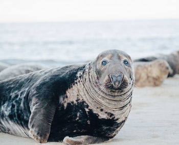 Close-up of a seal in the sea