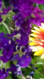 Close-up of purple flower blooming outdoors