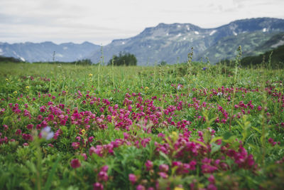 Scenic view of flowering plants on field against sky