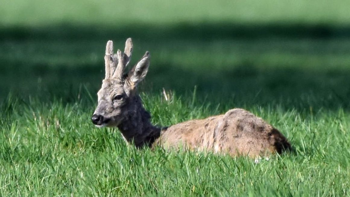 animal, animal themes, animal wildlife, mammal, grass, animals in the wild, one animal, plant, vertebrate, nature, no people, field, green color, deer, domestic animals, day, land, relaxation, outdoors, herbivorous, animal head