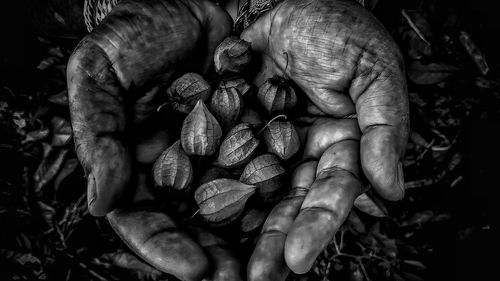 Close-up of hand holding corn