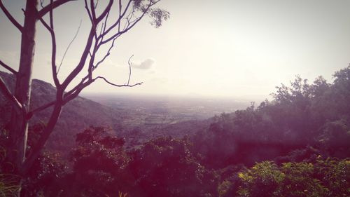 Scenic view of forest against sky