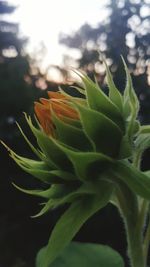 Close-up of green plant