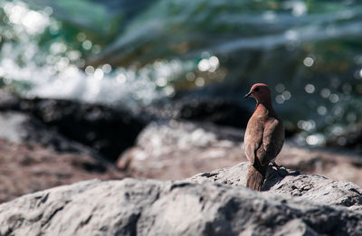 Close-up of bird perching on rock